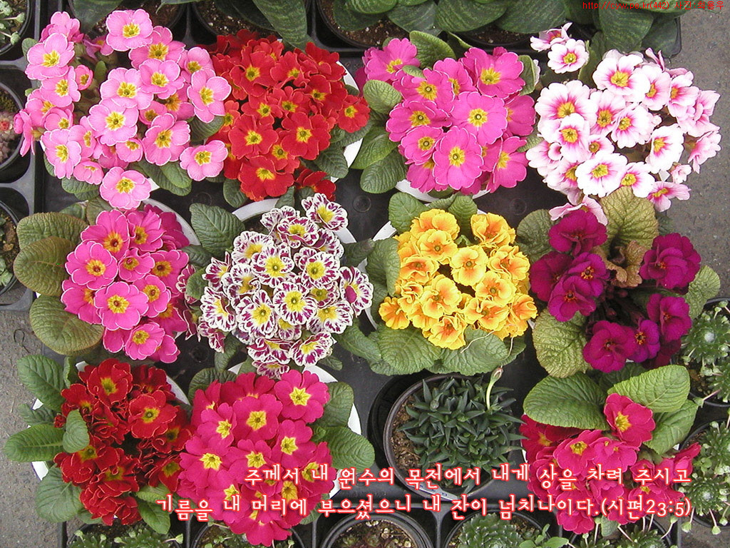 20090317.jpg