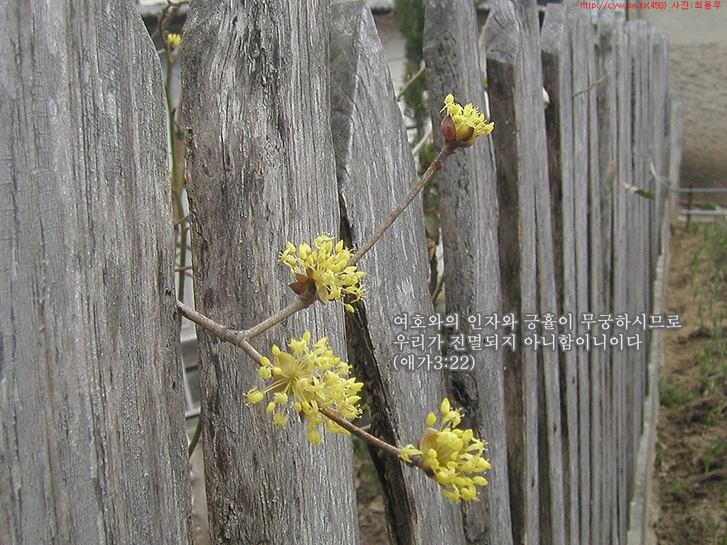 20090325.jpg